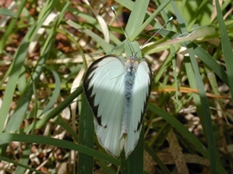 Janvier 2007 (Guadeloupe)